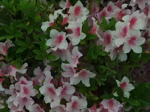 神道大教大和八幡神社(千葉県)