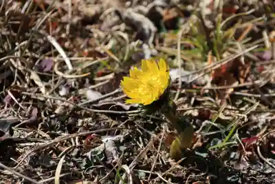 関場神社の自然