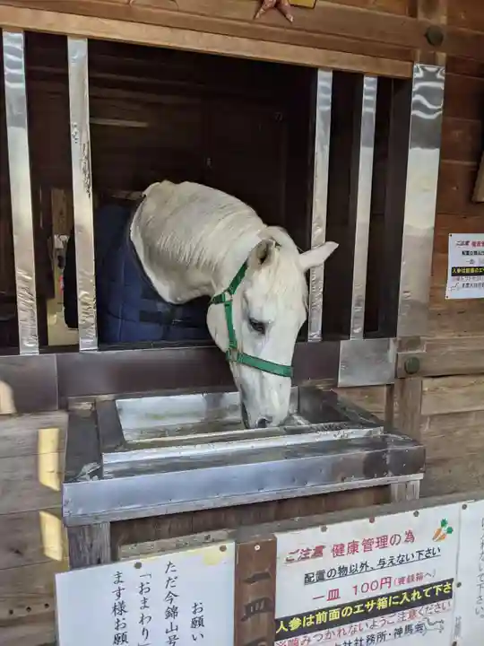 多度大社の動物
