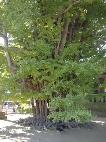 葛飾八幡宮の自然