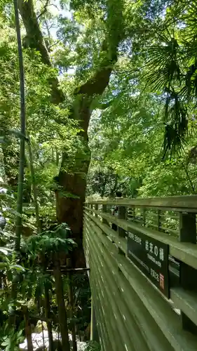 來宮神社(静岡県)