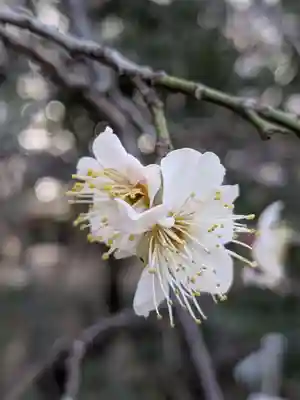 布多天神社(東京都)