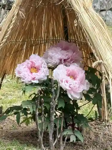 長谷寺の{uncategorized: "未分類", other: "その他", undefined: "問題あり", building: "その他建物", grave: "お墓", sacred_gate: "鳥居", guardian: "狛犬", statue: "像", buddha: "仏像", history: "歴史", nature: "自然", garden: "庭園", animal: "動物", pagoda: "塔", temizu: "手水舎", mountain_gate: "山門・神門", sanctuary: "本殿・本堂", subordinate: "末社・摂社", art: "芸術", scenery: "景色", jizo: "地蔵", ema: "絵馬", goshuin: "御朱印", omikuji: "おみくじ", items: "授与品その他", amulet: "お守り", goshuincho: "御朱印帳", eats: "食事", festival: "お祭り", votive_dance: "神楽", shichigosan: "七五三参", wedding: "結婚式", experience: "体験その他", initially: "初詣", around: "周辺", anti_infection: "感染症対策"}