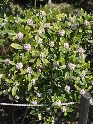 鷲宮神社(埼玉県)