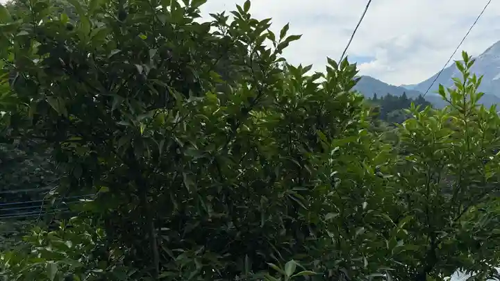 卜雲寺(埼玉県)