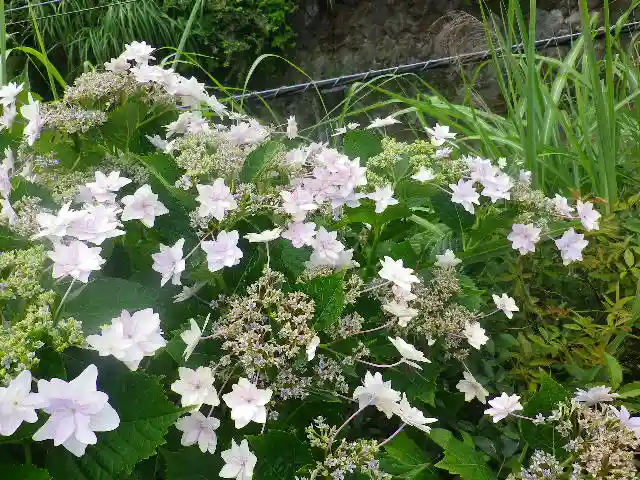 極楽寺(霊鷲山感應院極楽律寺)の自然