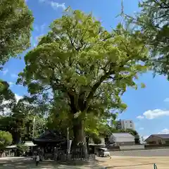 挙母神社の自然