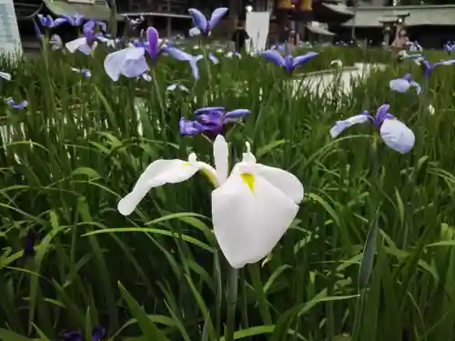 宮地嶽神社の自然