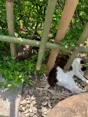 唐澤山神社の動物