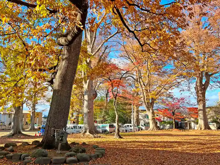 六椹八幡宮の自然