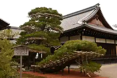 鹿苑寺(金閣寺)の自然