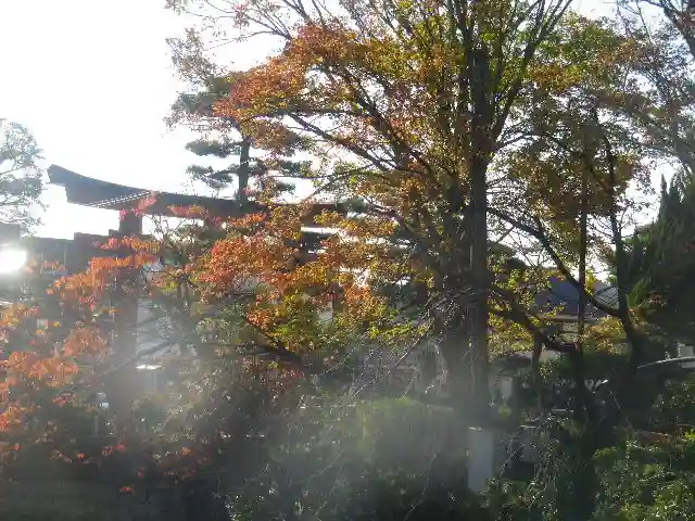 鶴岡八幡宮の自然