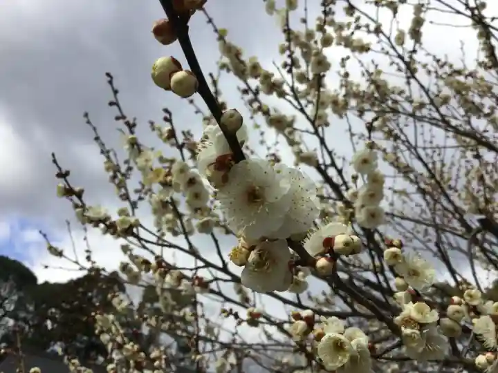 北野天満宮(京都府)