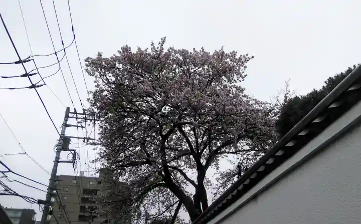 八幡大神社の自然