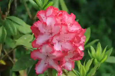 阿久津「田村神社」（郡山市阿久津町）旧社名：伊豆箱根三嶋三社(福島県)