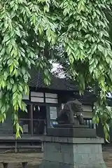 三島八幡神社の狛犬