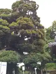 九重神社(埼玉県)