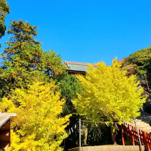 鶴岡八幡宮の自然