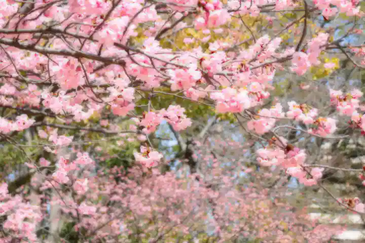 三津厳島神社の自然