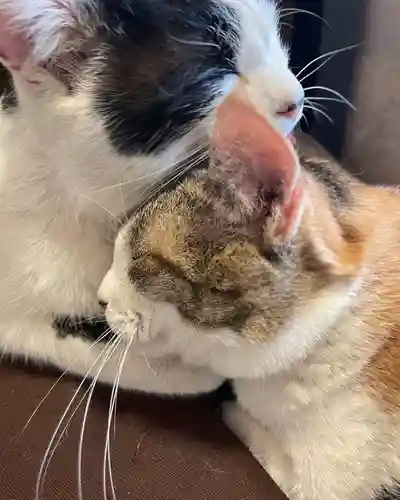 賀茂別雷神社の動物