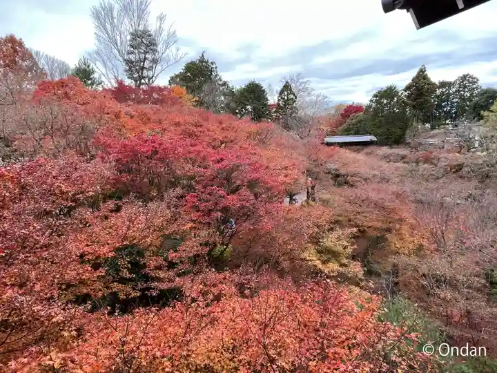 東福禅寺(東福寺)の自然