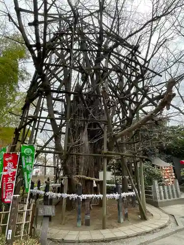 稲毛神社の自然