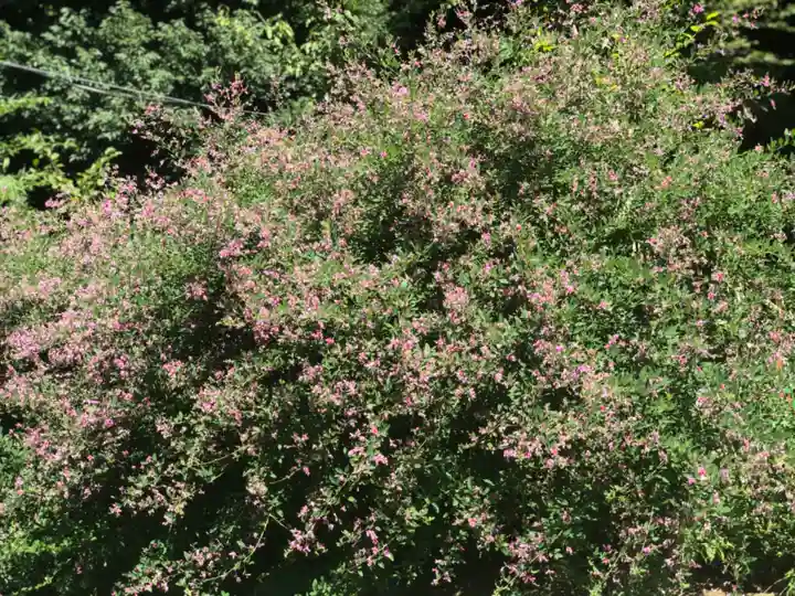 横浜 西方寺の自然