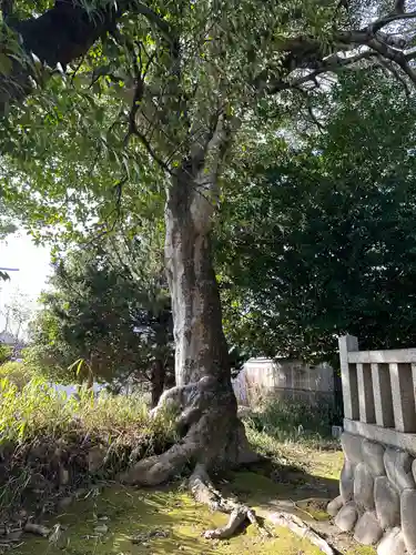 宇夫須那神社の自然