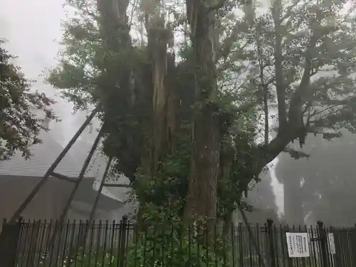 村山浅間神社の自然