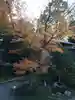 高台寺(高台寿聖禅寺・高臺寺)(京都府)