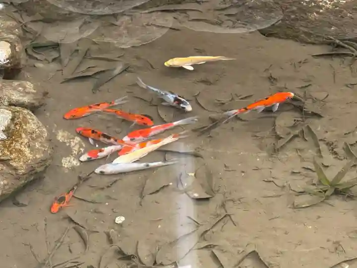 秩父神社の{uncategorized: "未分類", other: "その他", undefined: "問題あり", building: "その他建物", grave: "お墓", sacred_gate: "鳥居", guardian: "狛犬", statue: "像", buddha: "仏像", history: "歴史", nature: "自然", garden: "庭園", animal: "動物", pagoda: "塔", temizu: "手水舎", mountain_gate: "山門・神門", sanctuary: "本殿・本堂", subordinate: "末社・摂社", art: "芸術", scenery: "景色", jizo: "地蔵", ema: "絵馬", goshuin: "御朱印", omikuji: "おみくじ", items: "授与品その他", amulet: "お守り", goshuincho: "御朱印帳", eats: "食事", festival: "お祭り", votive_dance: "神楽", shichigosan: "七五三参", wedding: "結婚式", experience: "体験その他", initially: "初詣", around: "周辺", anti_infection: "感染症対策"}