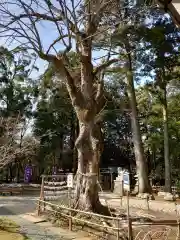 小御門神社の自然