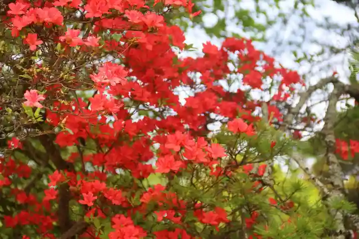 長屋神社の自然