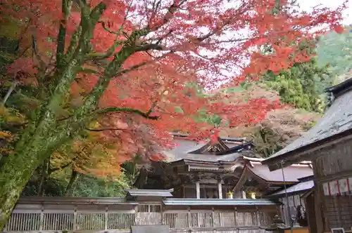 大矢田神社の自然