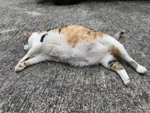 賀茂別雷神社の動物