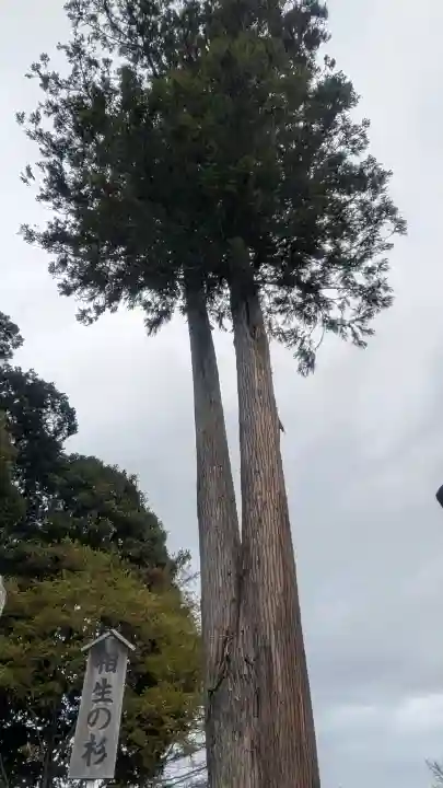 白鷺神社の{uncategorized: "未分類", other: "その他", undefined: "問題あり", building: "その他建物", grave: "お墓", sacred_gate: "鳥居", guardian: "狛犬", statue: "像", buddha: "仏像", history: "歴史", nature: "自然", garden: "庭園", animal: "動物", pagoda: "塔", temizu: "手水舎", mountain_gate: "山門・神門", sanctuary: "本殿・本堂", subordinate: "末社・摂社", art: "芸術", scenery: "景色", jizo: "地蔵", ema: "絵馬", goshuin: "御朱印", omikuji: "おみくじ", items: "授与品その他", amulet: "お守り", goshuincho: "御朱印帳", eats: "食事", festival: "お祭り", votive_dance: "神楽", shichigosan: "七五三参", wedding: "結婚式", experience: "体験その他", initially: "初詣", around: "周辺", anti_infection: "感染症対策"}