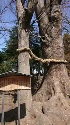 早尾神社の自然