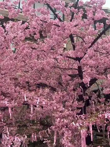桜神宮(東京都)