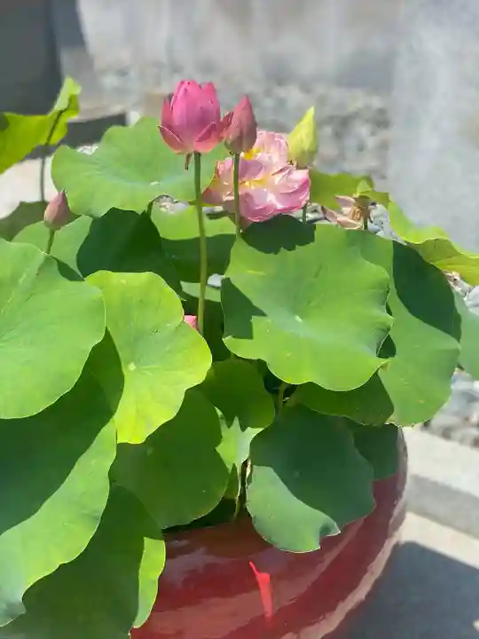 下野大師華蔵寺(栃木県)