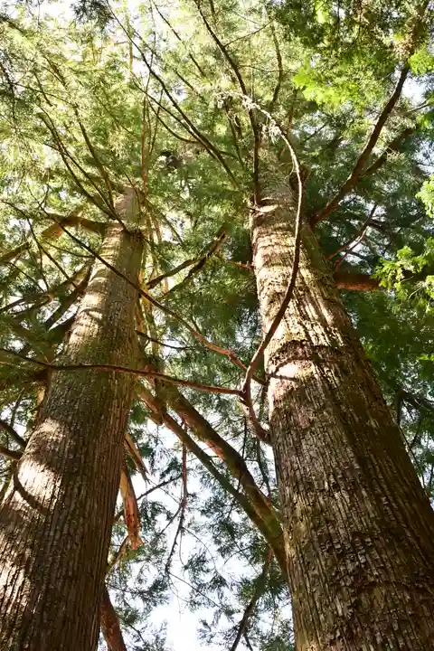 三所神社(桑の川の大杉)(高知県)