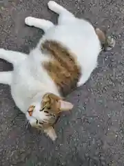 唐澤山神社の動物