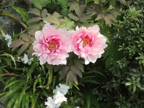 岡寺（龍蓋寺）の自然