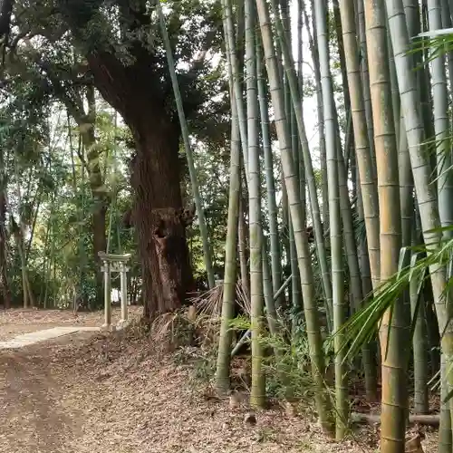 八幡神社の自然