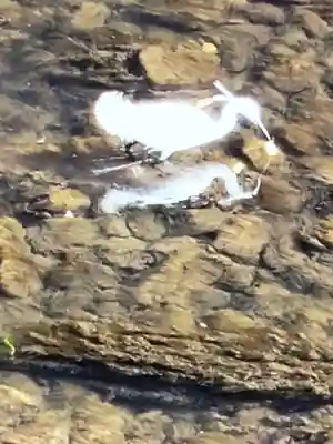 下高井戸八幡神社(東京都)