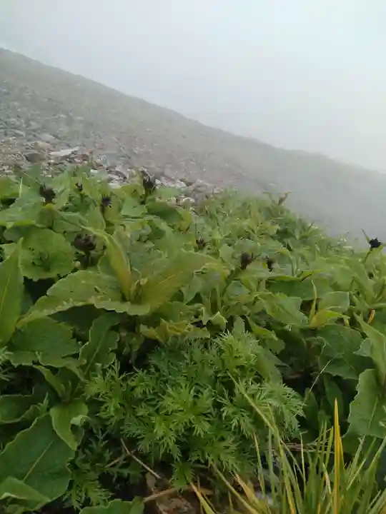 雄山神社峰本社の自然