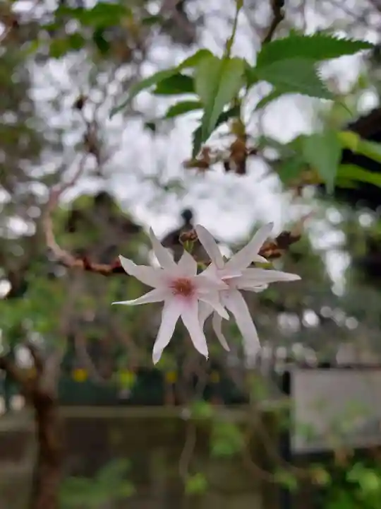 妙法寺(東京都)