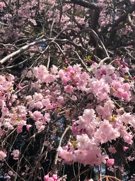 伏木香取神社の自然
