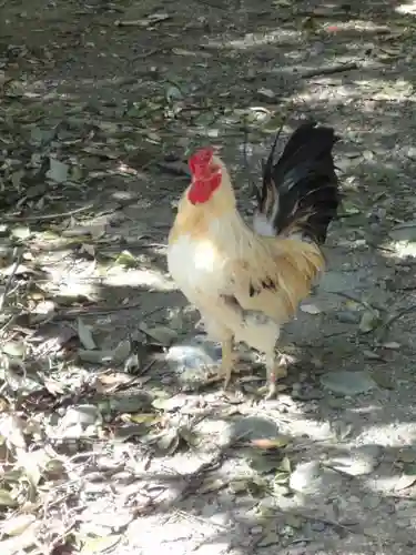 伊勢神宮外宮（豊受大神宮）の動物