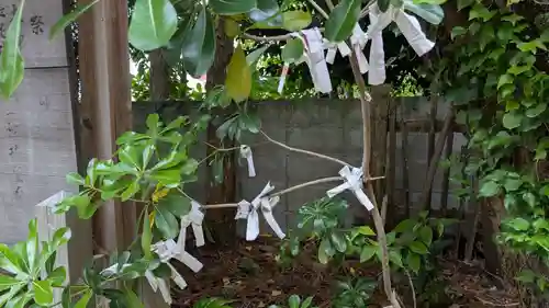 宮地嶽神社のおみくじ