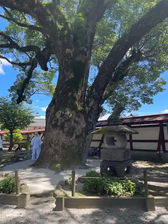 鹿児島神社(鹿児島県)